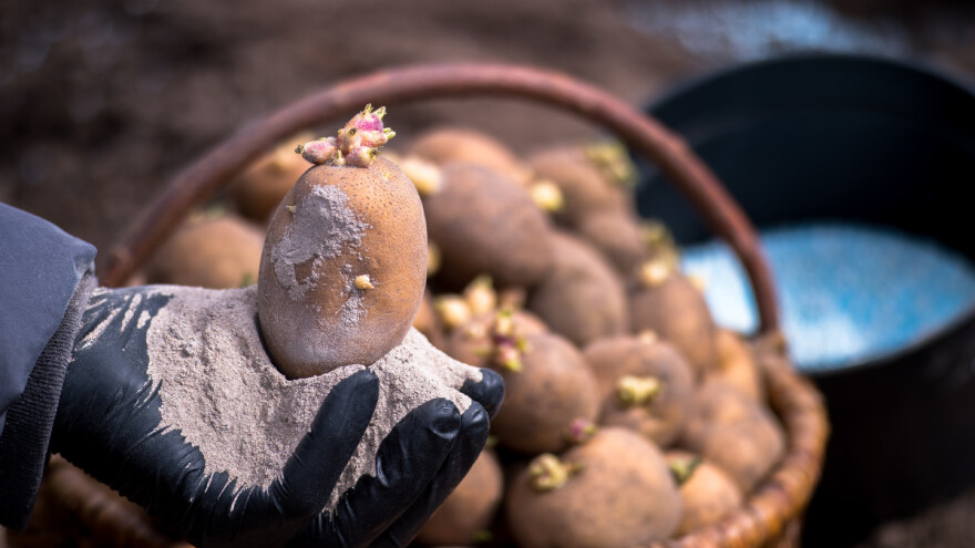 Kako primijeniti pepeo kod sadnje krompira?