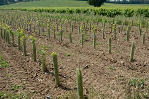 Na području Stoca planirana sadnja 54 hektara novih vinograda
