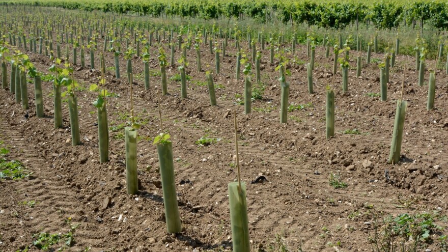 Na području Stoca planirana sadnja 54 hektara novih vinograda