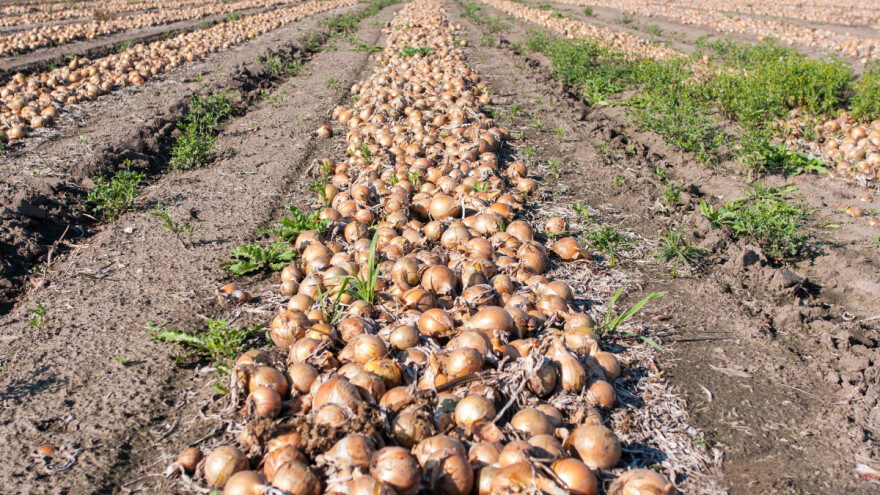 S polja ukradena tona luka, iz plastenika rajčice, a otuđeno i vozilo s košnicama