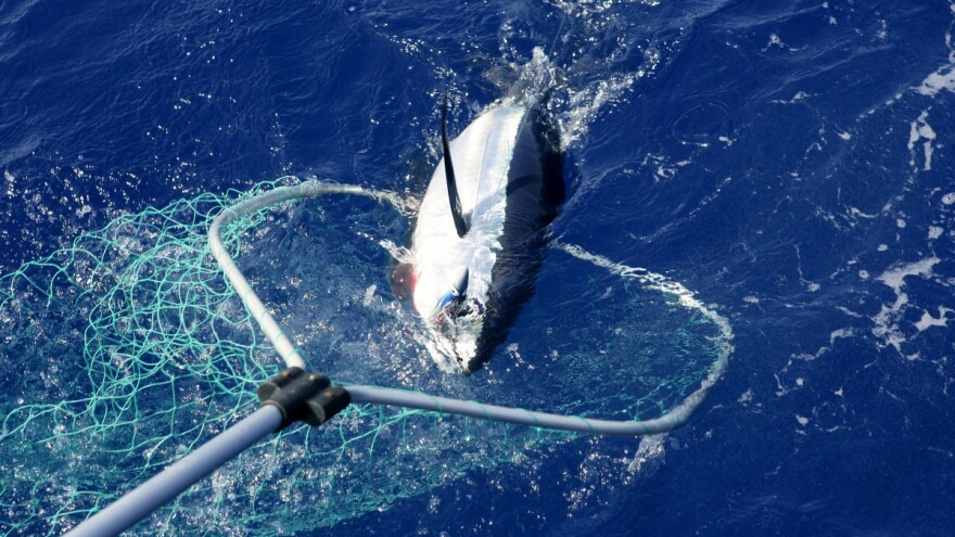 Postoji li uopće nacionalno tržište tune?