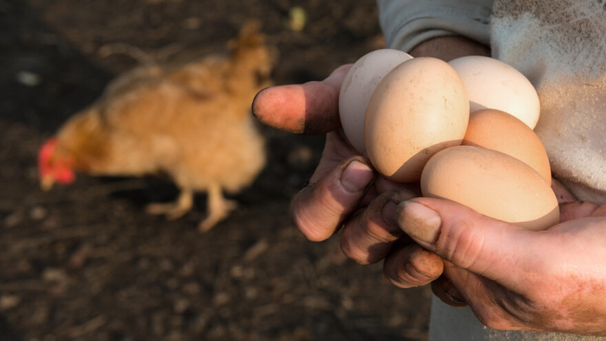 Zimske nosilje moraju biti "fit" jer debele koke ne nose jaja?