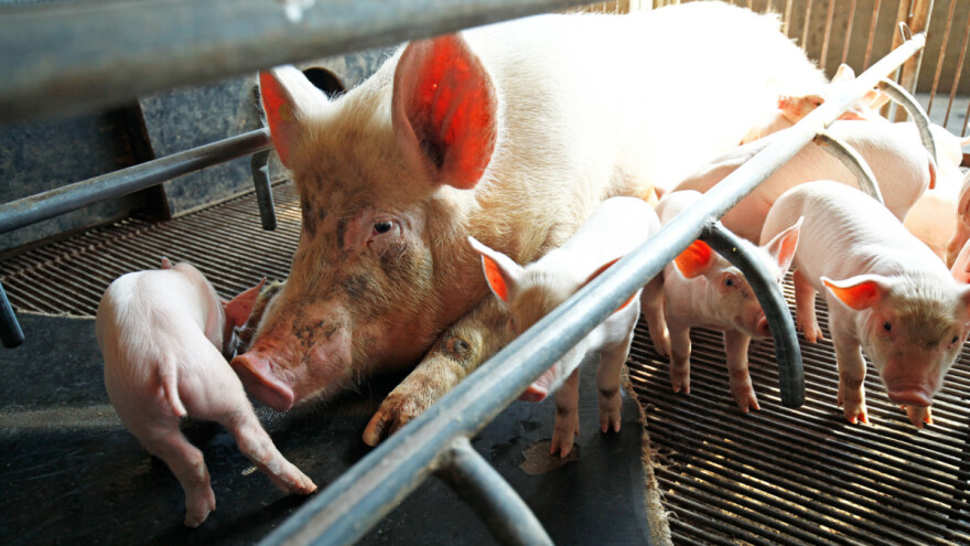 Kako hraniti dojne krmače po vrućinama?