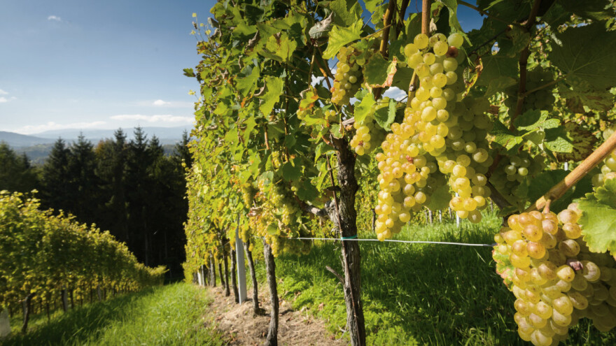 U gradačačkom kraju postoje dobre pretpostavke za razvoj vinogradarstva