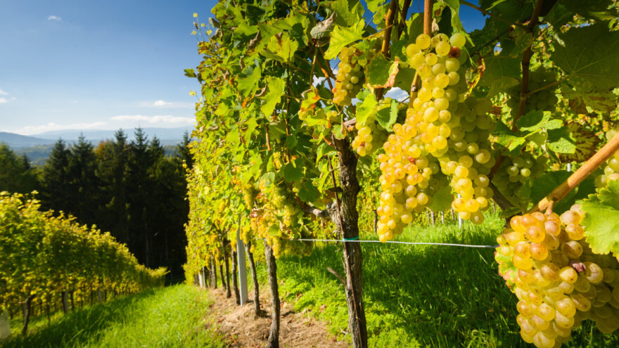Proizvodnja ekološkog vina košta manje od proizvodnje konvencionalnog?