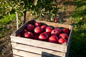 Prognosfruit: Proizvodnja jabuka i krušaka raste, ali potrošnja se smanjila
