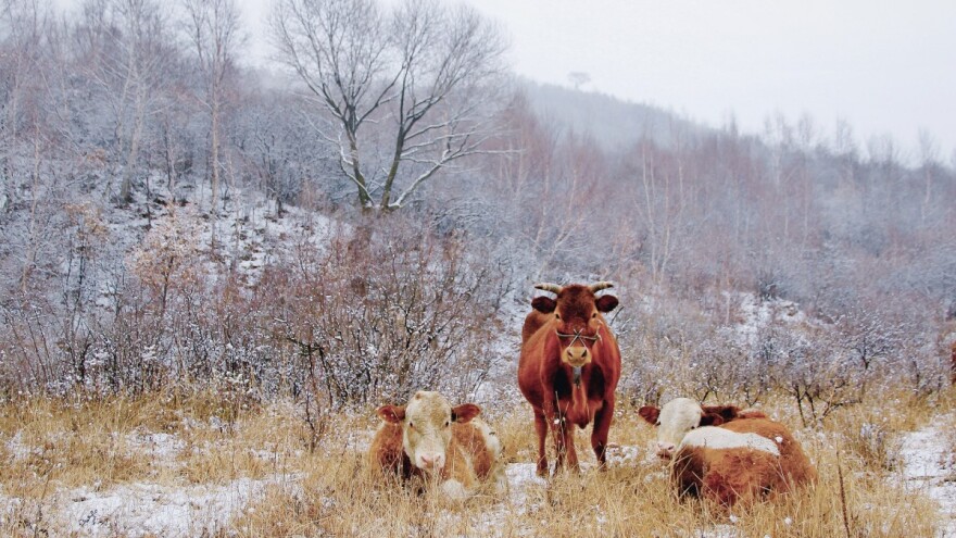 Uz niske temperature svakodnevno moguća pojava mraza