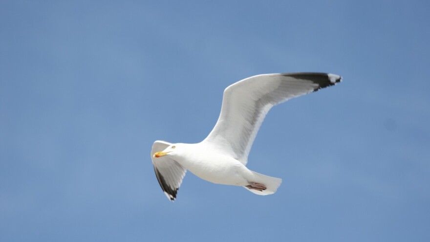 Posle 120 godina morski galeb ponovo u Srbiji