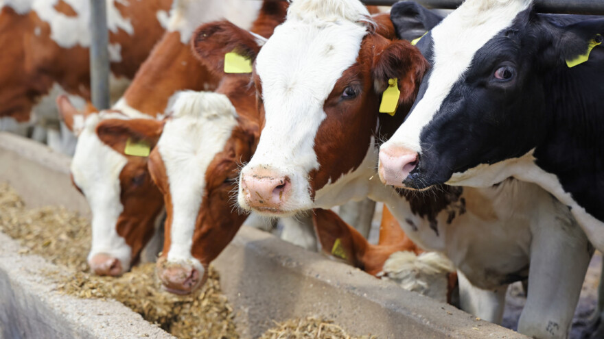Idealan odnos silaže i sijena u ishrani krava zimi i šta neće jesti?