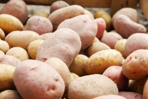 Stare i nove sorte krompira - koje prve prispijevaju, a koje su ukusnije?