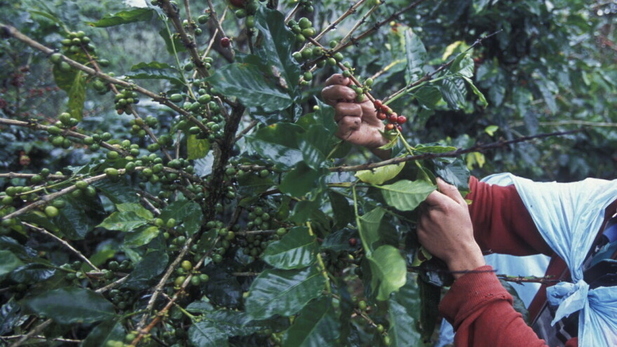 Na plantažama kafe rade osmogodišnjaci? Gvatemalski predsednik najavio istragu