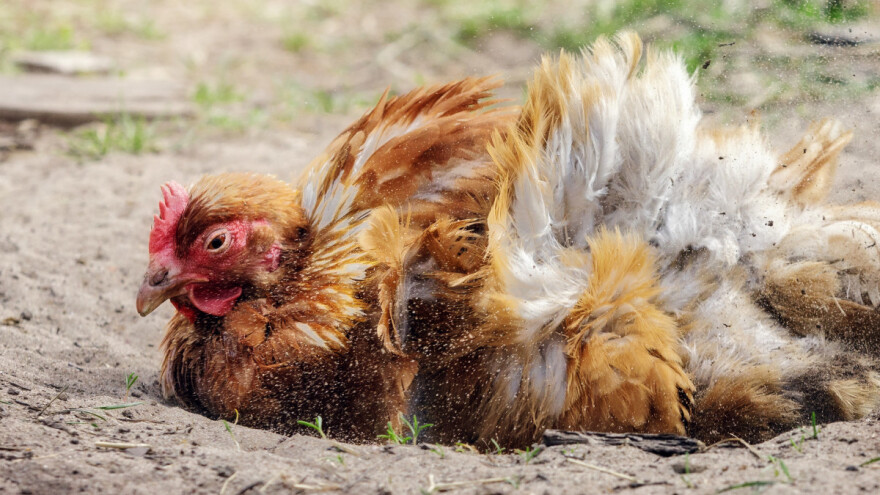 Oprez s kokošjim ušima - koje su mjere suzbijanja?
