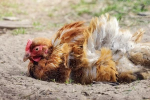 Oprez sa kokošjim vašima - koje su mere suzbijanja?