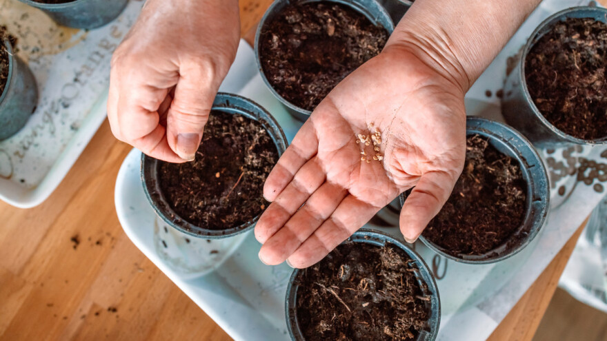 Setva za proizvodnju sadnica: Šta se seje početkom zime?