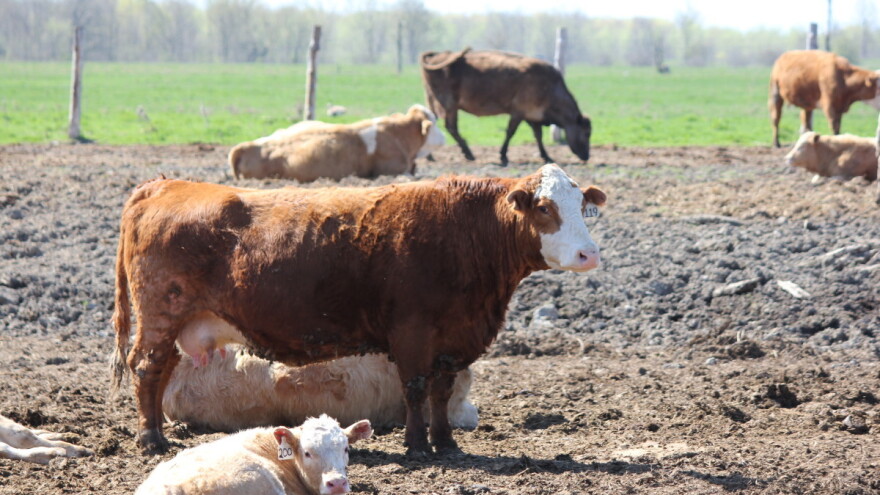 Na lažnom organskom stočarstvu zaradio više od milion evra - čeka ga presuda