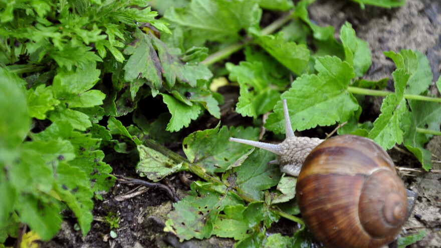 Kako se riješiti puževa u povrtnjaku?