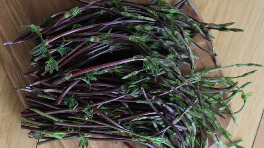 Izdanci hmelja prodaju se po ceni od 1.000 evra za kilogram