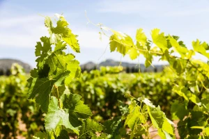 Kako smanjiti temperaturu vinove loze u vrijeme toplinskih udara?
