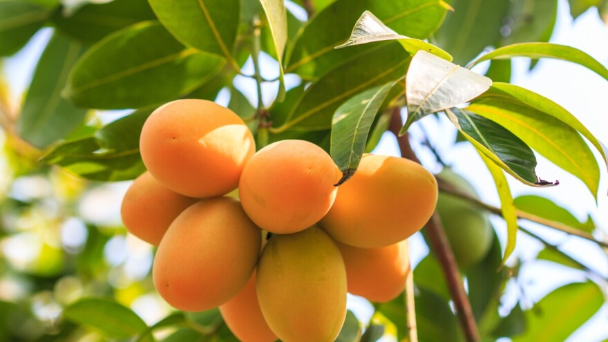 Studenti nastavljaju stopama očeva i počinju proizvodnju kajsija