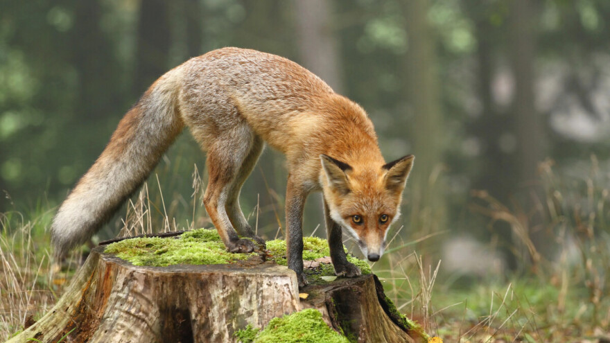 Počela vakcinacija divljih životinja protiv besnila