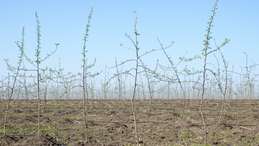 Objavljen pravilnik o podsticajima za voćare i proizvođače hmelja