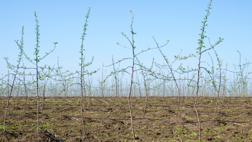 Sadnja voćaka: Zašto i kako moramo pripremiti zemljište?