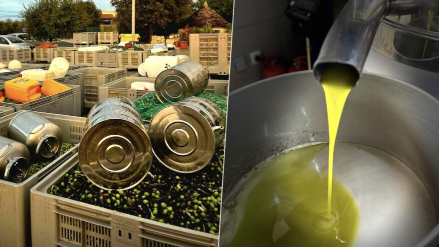 Uljara San Antonio: Bez liste čekanja preradimo 3.000 kg maslina na sat