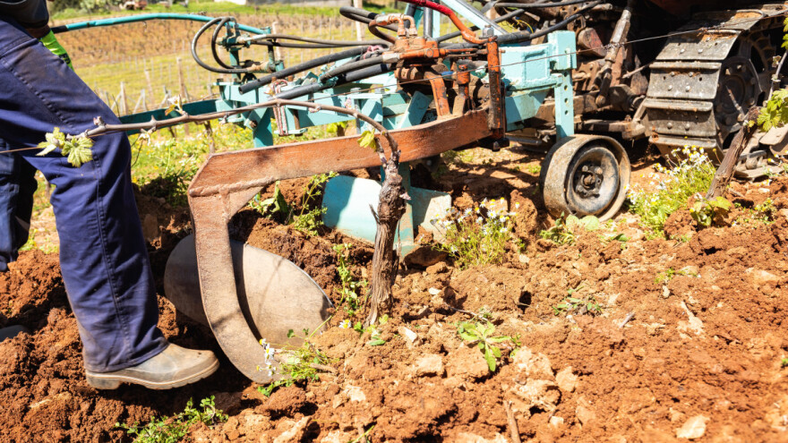 Krčenje vinograda - kada i kako to obaviti?