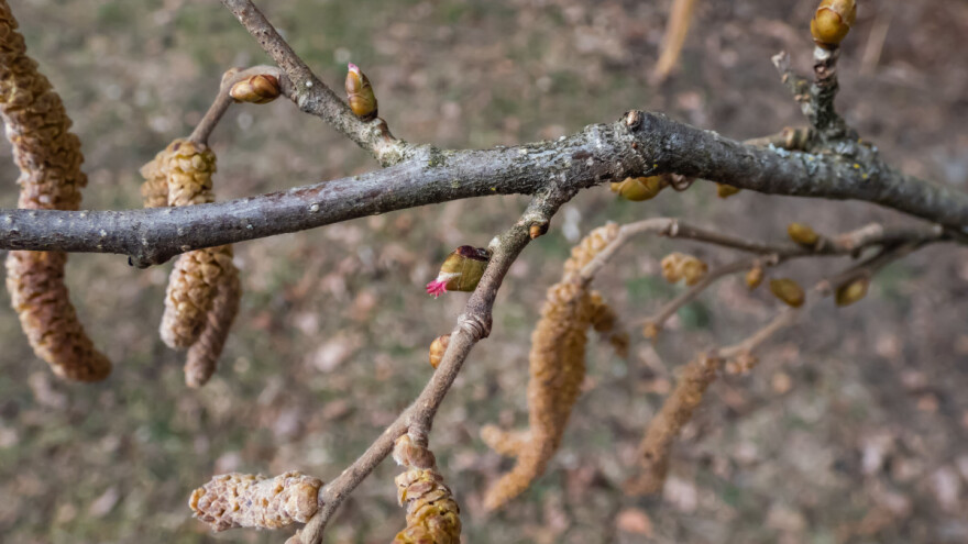Kada i kako obaviti rezidbu lijeske?