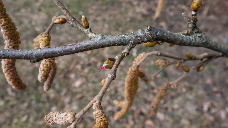 Kada i kako izvršiti rezidbu lješnjaka?
