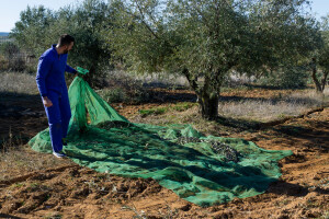 Prva odluka u poljoprivrednom poduzetništvu treba biti: industrija ili priča?