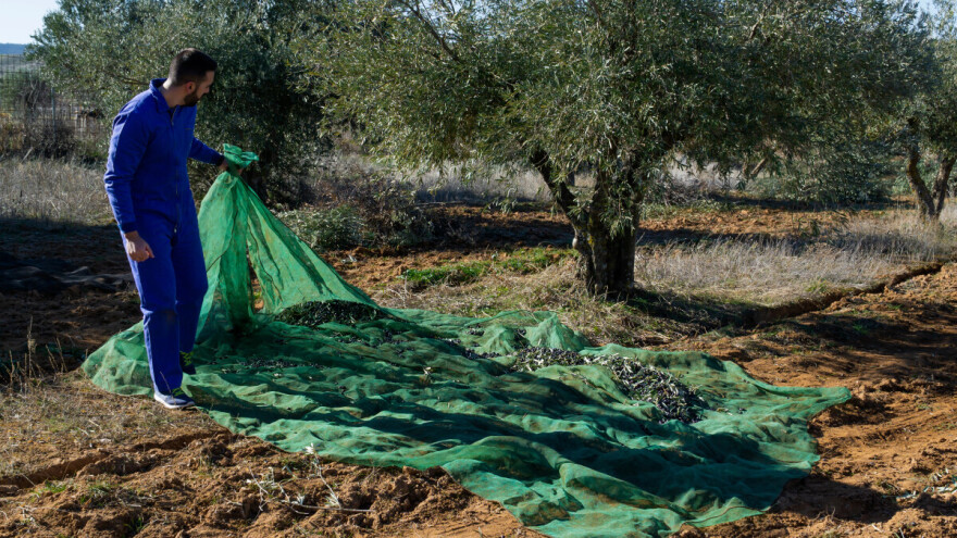 Prva odluka u poljoprivrednom poduzetništvu treba biti: industrija ili priča?