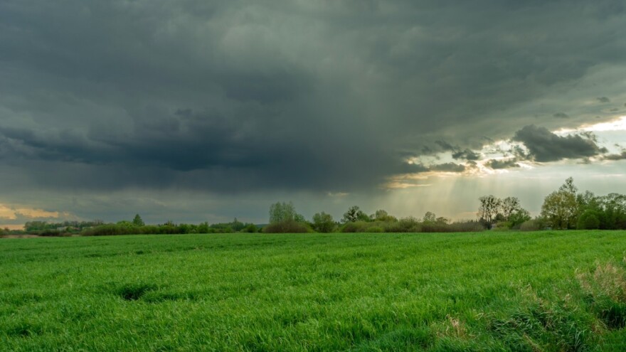 Veliki petak unaprijed "obrao" šljive, ali će zato biti žita?