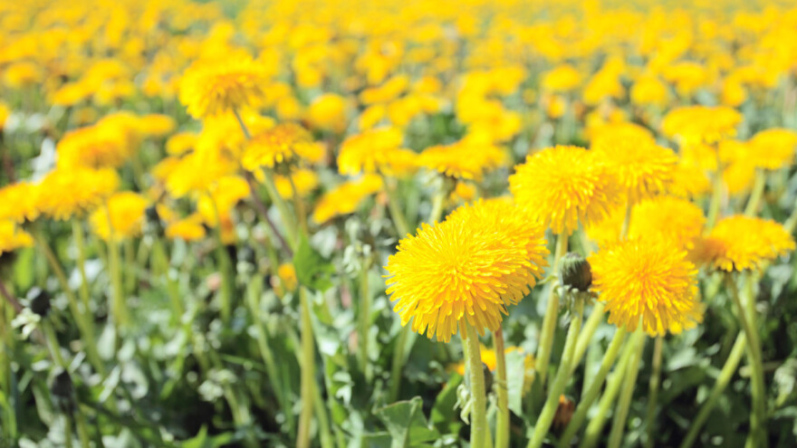 Ruski maslačak kao sirovina za gume - uspijeva i na siromašnim, zagađenim tlima