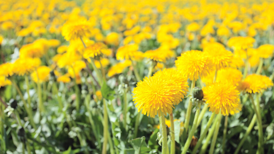 Ruski maslačak kao sirovina za gume - uspijeva i na siromašnim, zagađenim tlima