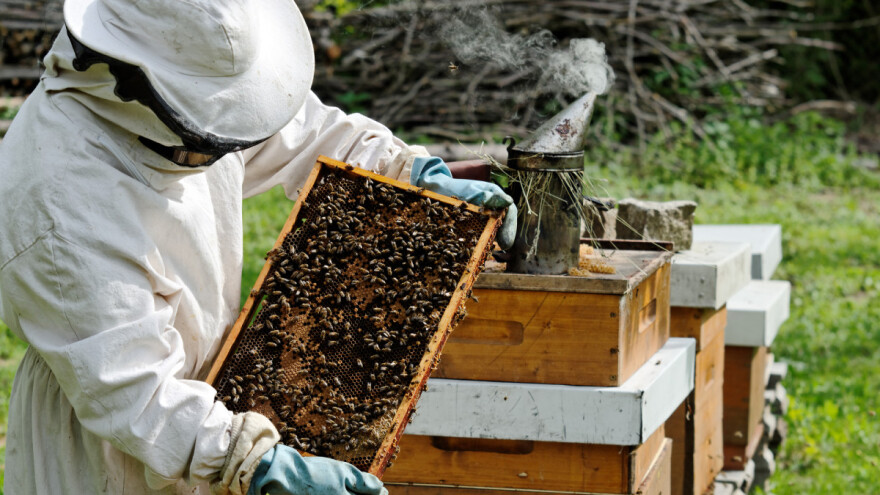 Nema meda ni za lijeka u BiH: Pčelari se pridružili akciji sadnje medonosnog drveća