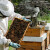 Mijenja se zakonska regulativa o pčelarstvu u RS - šta je novo?