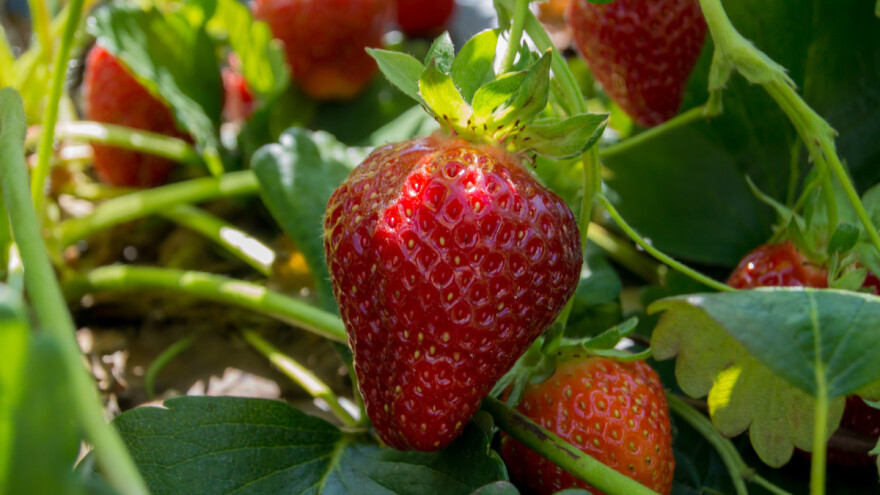 Jagoda - za jačanje srca, ali i neplanirane i neočekivane trudnoće?