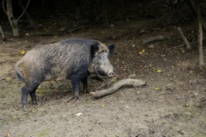 Divlje svinje čine velike štete poljoprivrednicima, uskoro rješenje?