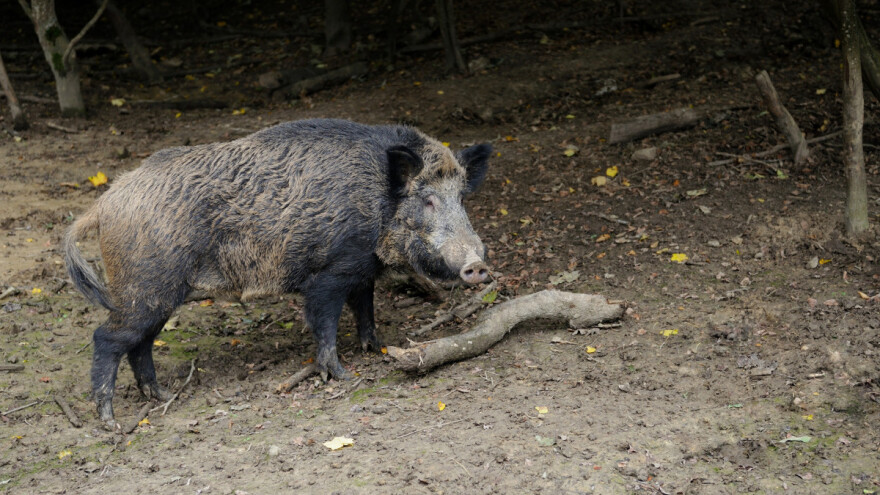 Divlje svinje čine velike štete poljoprivrednicima, uskoro rješenje?
