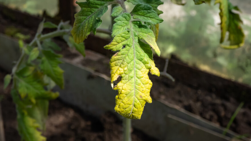 Hloroza: Šta znači kada listovi promjene boju?