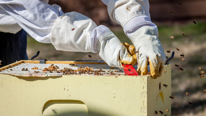 Dobar travanj - dobar med: Koje radove treba obaviti u ključnom mjesecu za pčelarstvo?