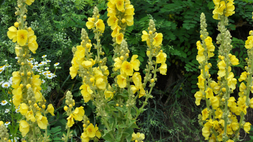 Kako napraviti fungicid i đubrivo od divizme?