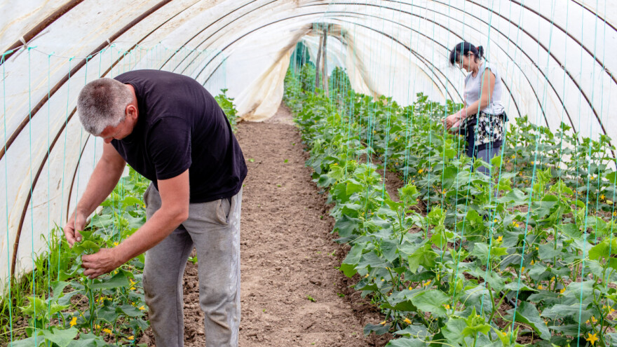 Lisne vaši uzgrožavaju krastavce, sprečite na vreme propadanje biljaka