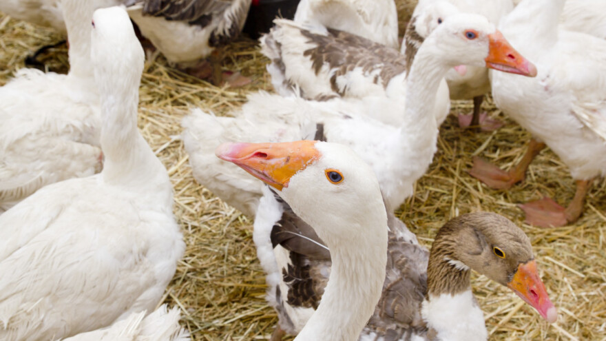 Ptičja gripa na njemačkim i japanskim farmama - Kina obustavlja uvoz iz Irske