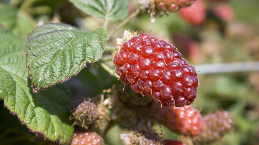 Tayberry - malina ili kupina?