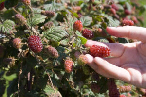 Tayberry: Križanac između maline i kupine - odličan za hobi voćare