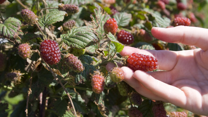 Tayberry: Križanac između maline i kupine - odličan za hobi voćare
