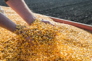 Za mliječno govedarstvo i sjemenski kukuruz 10,5 milijuna kuna potpore