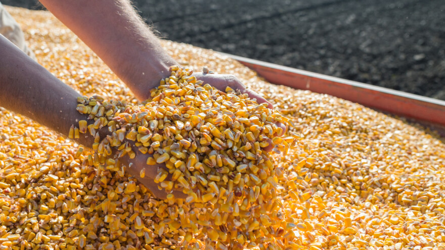 Kukuruz 27,5 dinara za kilogram, pala cena soje